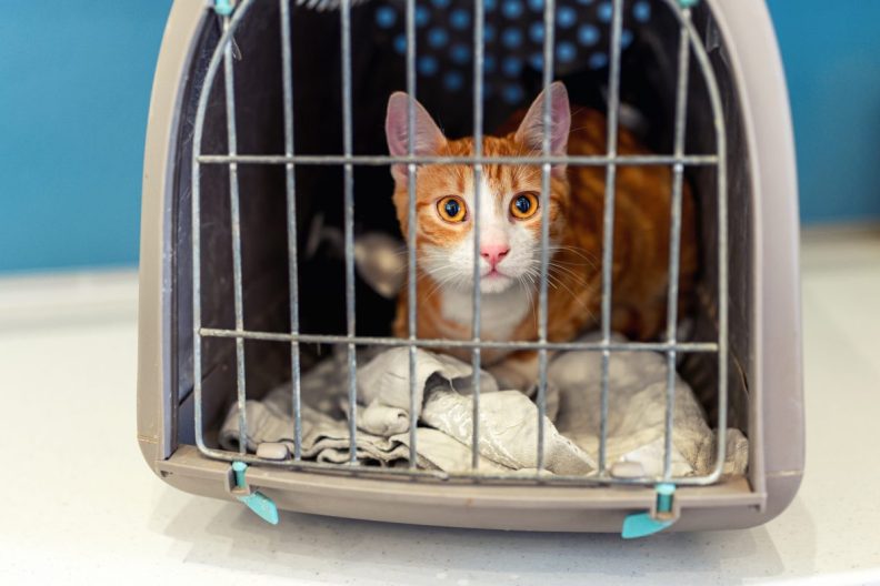 Cat in pet carrier. FDA approves drug to reduce cat stress during vet trips.