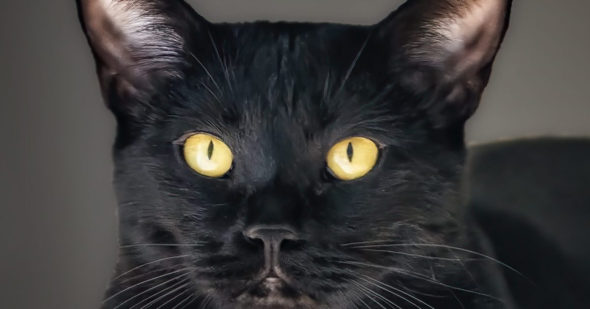 Cute black Bombay cat looks at camera.