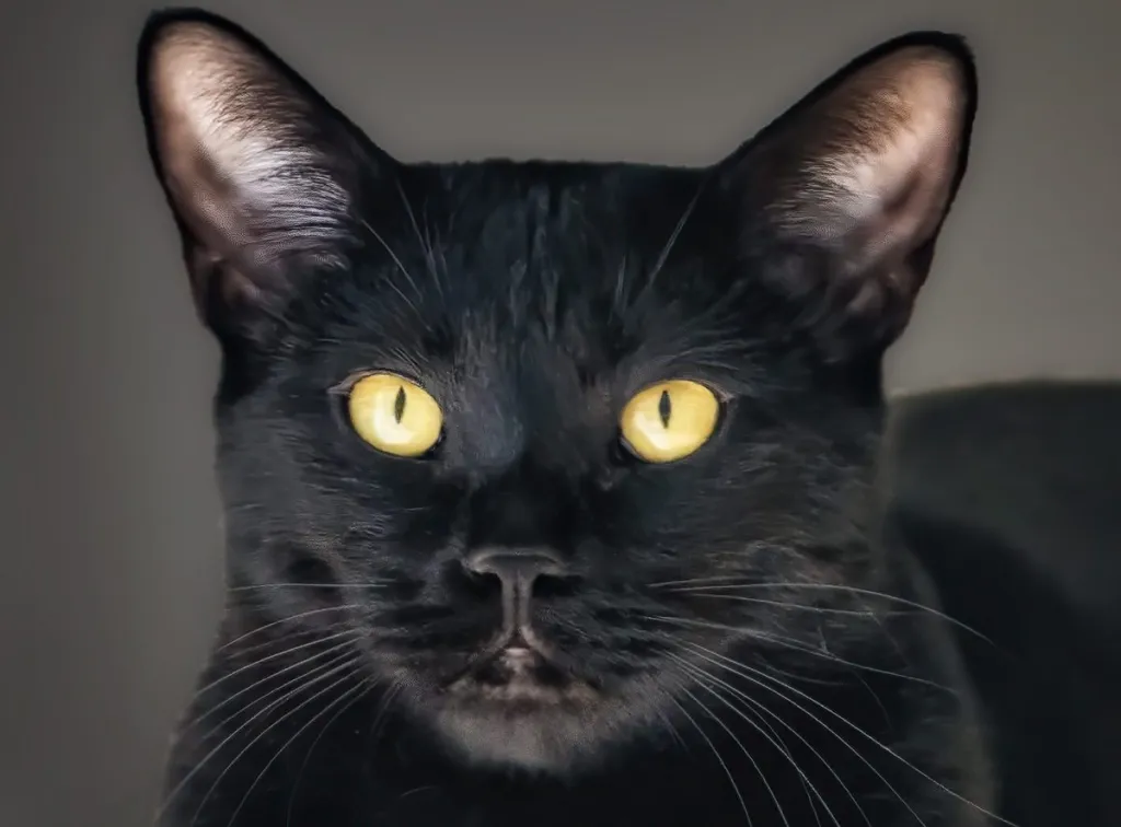 Cute black Bombay cat looks at camera.
