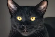 Cute black Bombay cat looks at camera.