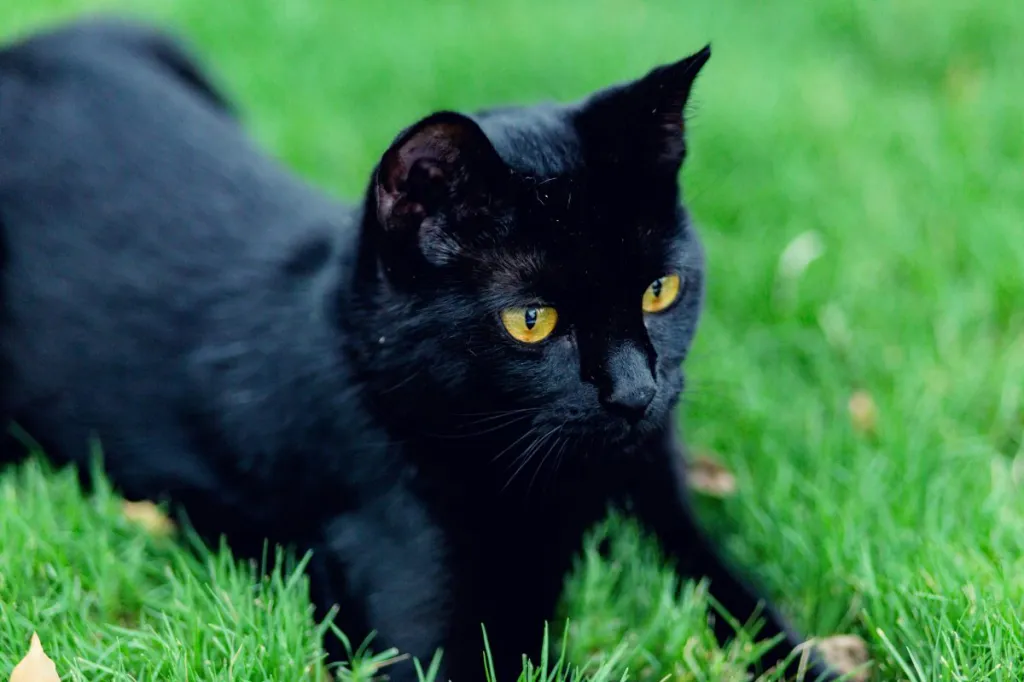 Beautiful healthy purebred black cat with large eyes monitoring activity