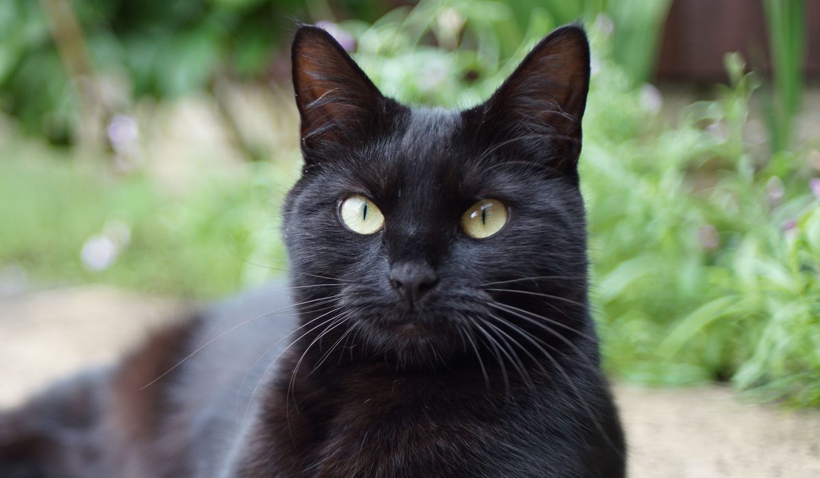 Bombay Cat Breed Information & Characteristics