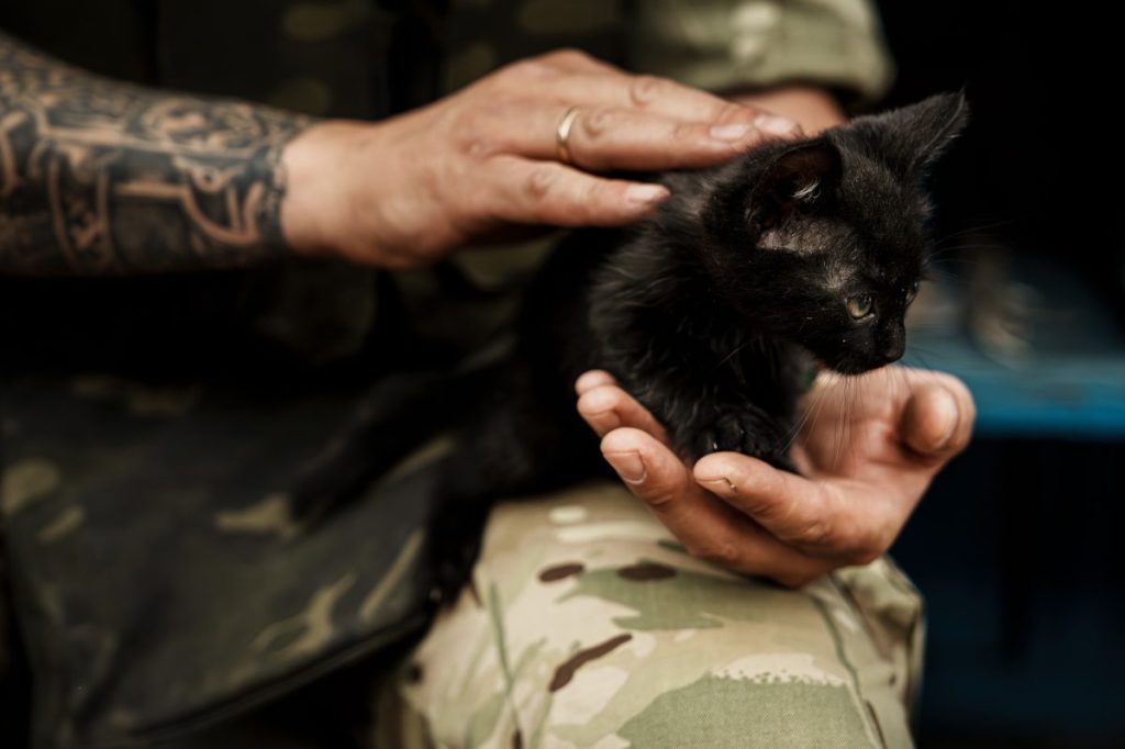 A soldier strokes a kitten, like the one Paws of War is hoping to rescue from overseas.