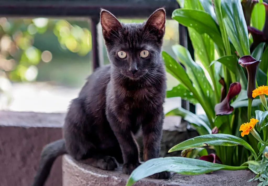 Cute black Bombay kitten standing in plant pot outdoors, looking at camera