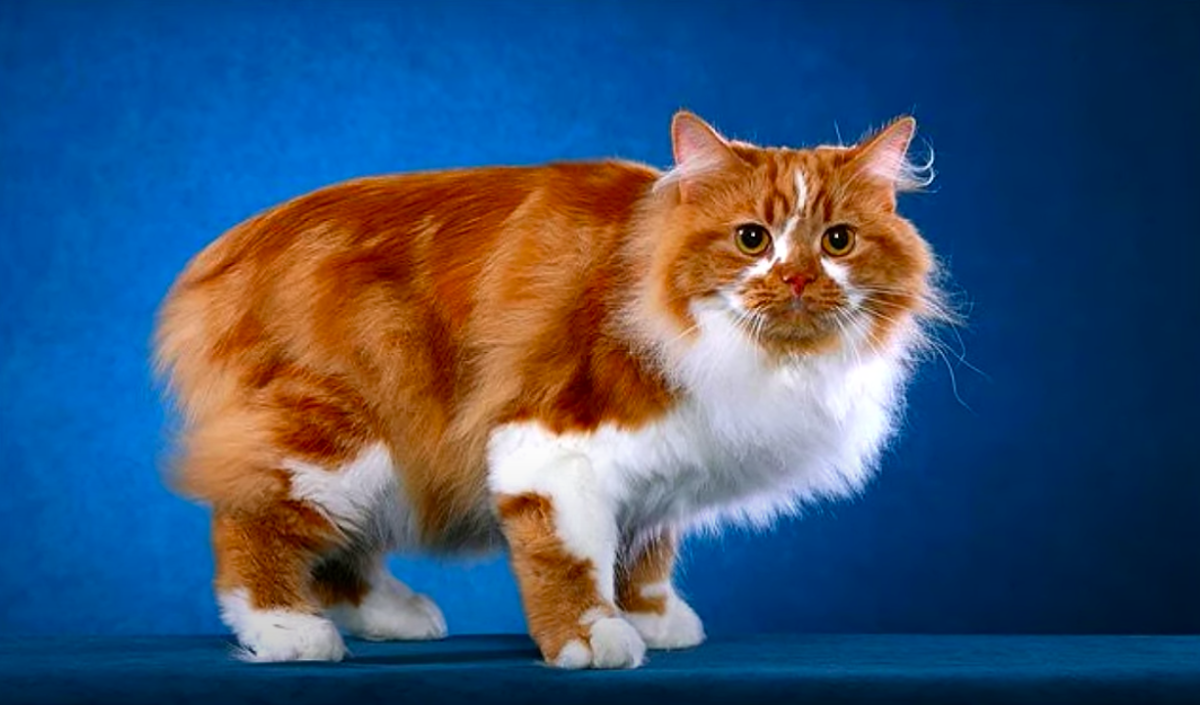 Cymric Cat Breed Information & Characteristics