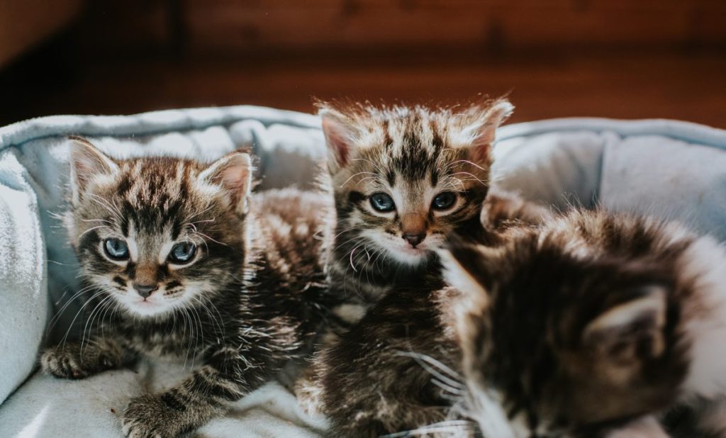 Cats thought   to beryllium  mislaid  successful  a Connecticut location   occurrence  are recovered  live  and reunited, similar  these 2  kittens and their mom.
