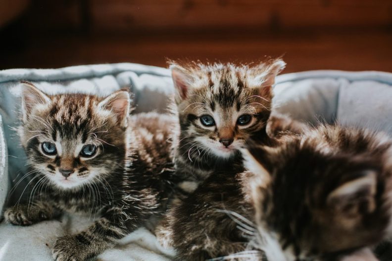 Cats thought to be lost in a Connecticut house fire are found alive and reunited, like these two kittens and their mom.