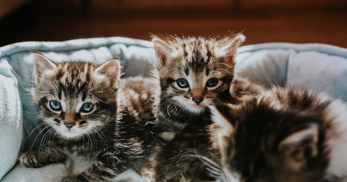 Cats Misplaced in Connecticut Space Fireplace Discovered Alive