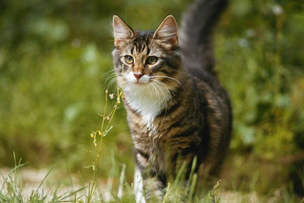 Gato andando ao ar livre.