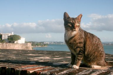 One of the many feral cats in Old San Juan Puerto Rico’s historic site.