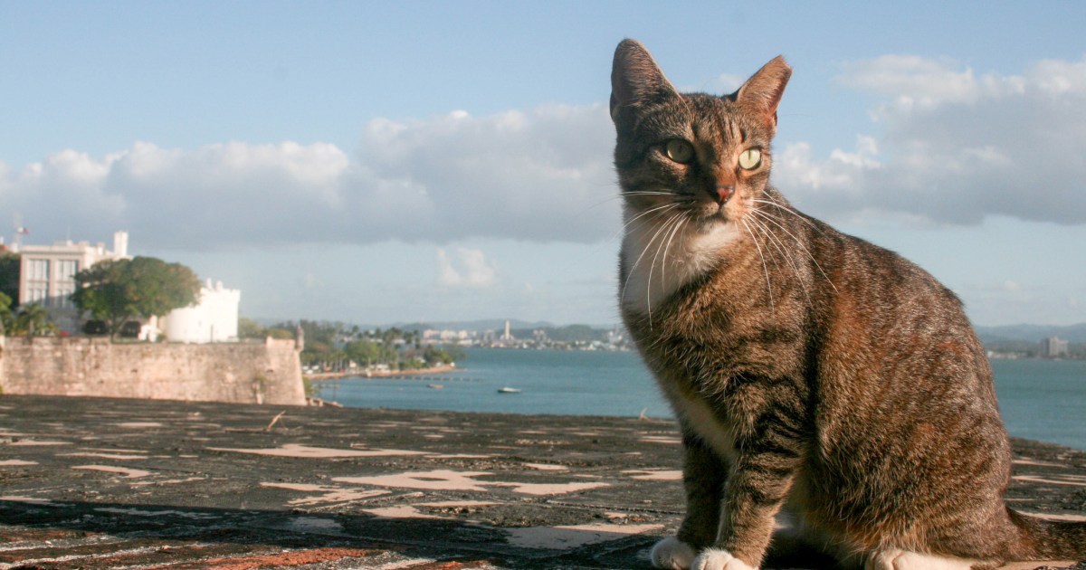 Puerto Rico’s Ancient Website Set To Take away Its Well-known Cats