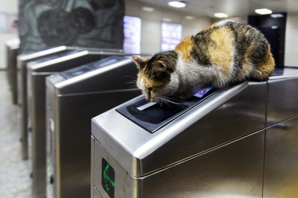 Calico cat sitting on subway turnpike. Railway cat aiming for Christmas number one.