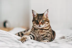 Chat domestique allongé sur un canapé.