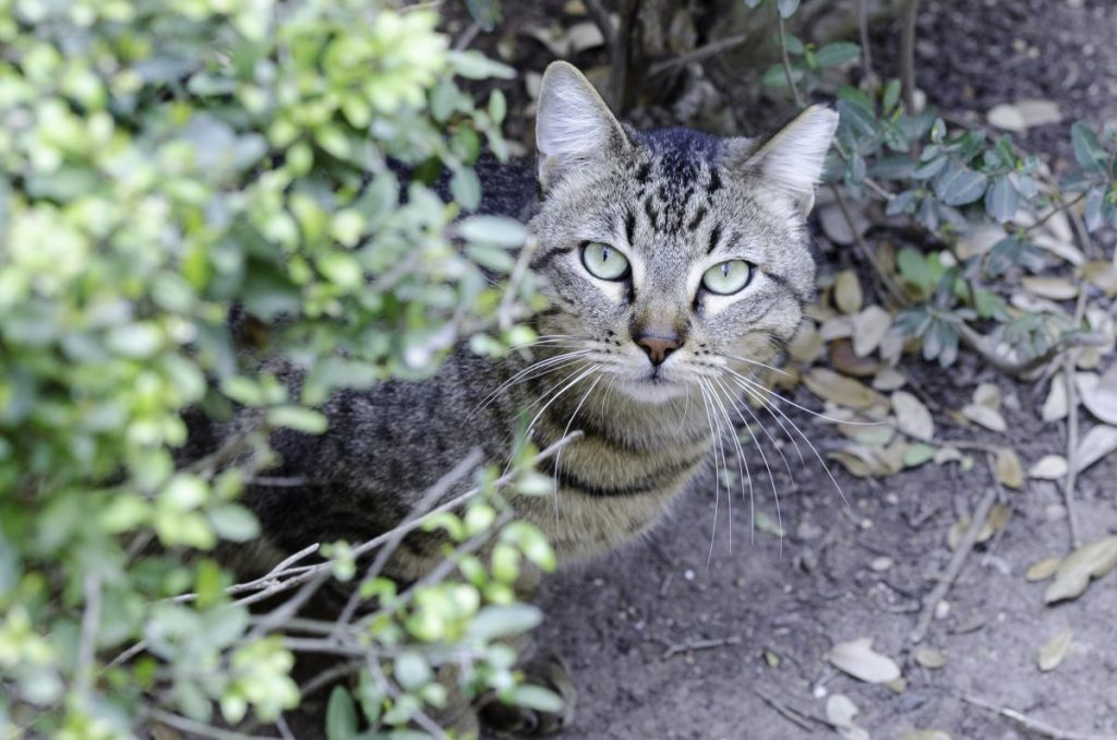 Sacramento school campus to no longer allow the presence of a pair of free-roaming cats, like this tabby in the woods.