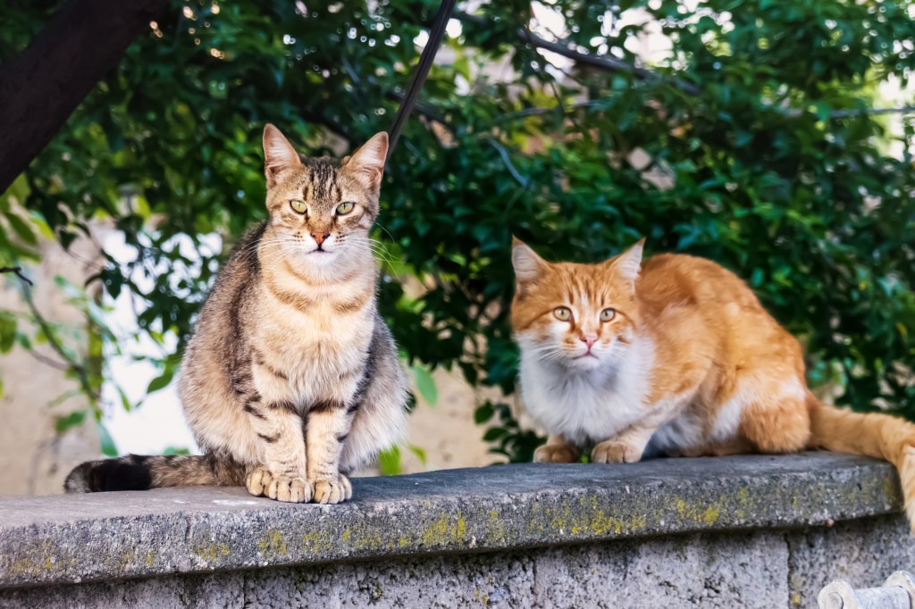 Dois gatos vadios sentados em uma parede.