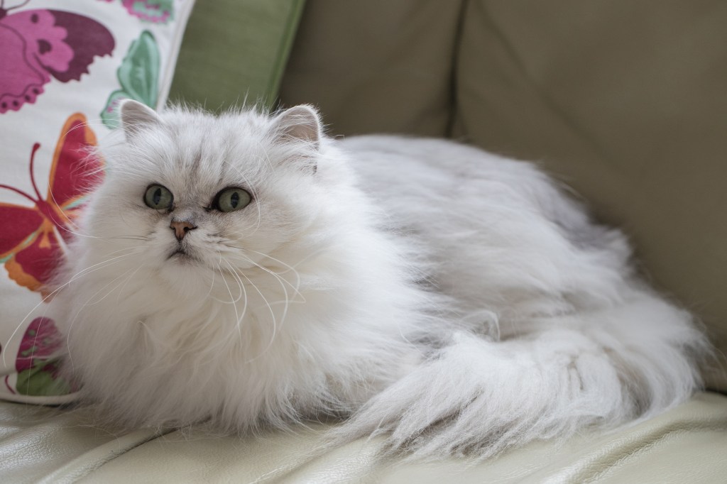 A white and grey Chantilly-Tiffany cat laying on a couch. 