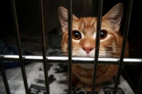 Orange cat in research facility kennel, likely to avoid euthanasia now after Gov. Whitmer signs Michigan bill protecting cats and dogs.