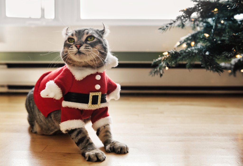 Highlander lynx wearing a Santa Costume. 