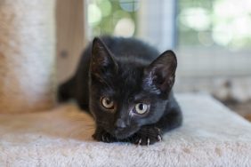 A black kitten, similar to the one with no hips in Shropshire, England.
