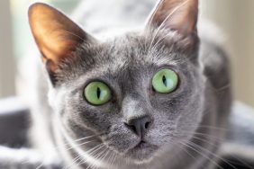korat blue-grey short-haired kitty on a cat tree