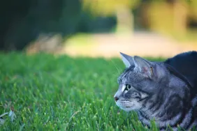 A cat sitting on grass in Australia.