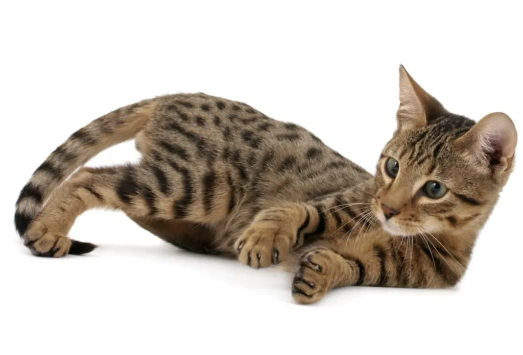 Young Serengeti cat lying, playing on white background