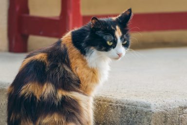 A tortoiseshell cat, similar to the one who got adopted in Maryland after her shelter shared a funny post on Facebook.