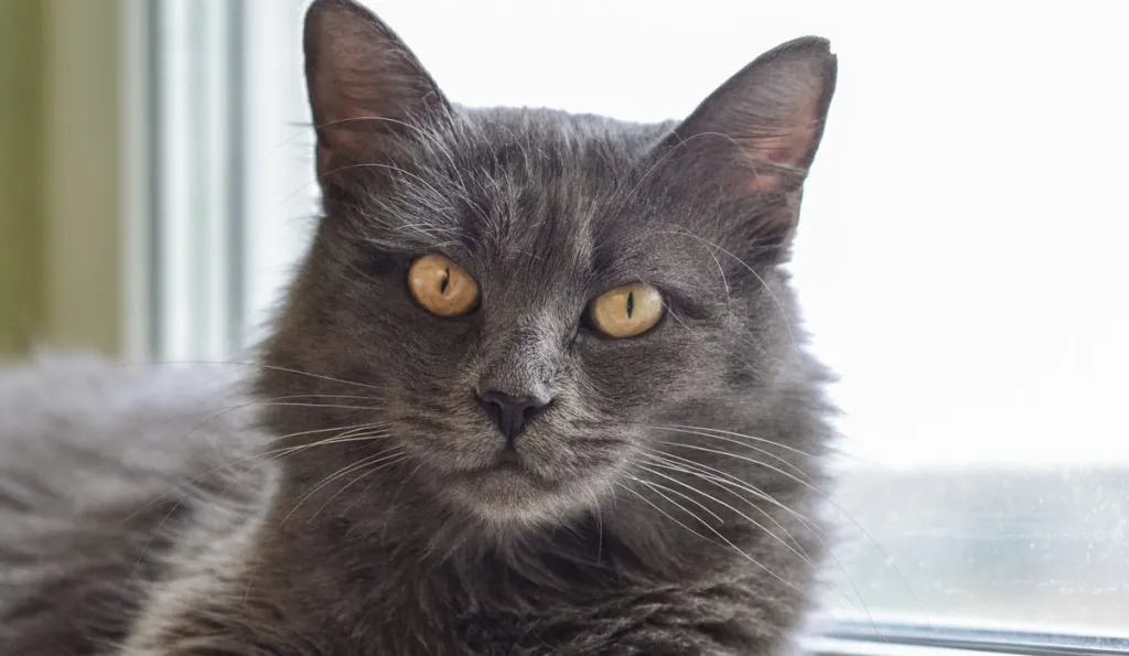 Gray cat Nebelung cat is lying on the windowsill at home. Nebelung-a rare breed, similar to the Russian blue, except for medium length, with silky hair.