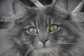 Portrait of a Nebulung cat with piercing green eyes