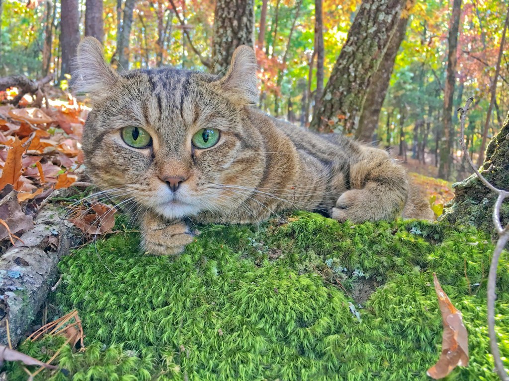 A Highland Lynx cat lying on a bed of moss surrounded by the colors of the fall leaves.