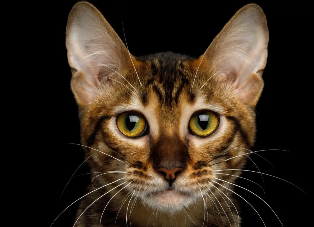 Portrait of Toyger Cat, Cute face on isolated Black Background, front view