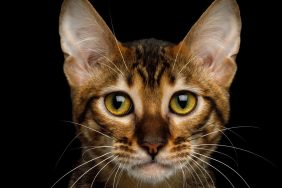Portrait of Toyger Cat, Cute face on isolated Black Background, front view