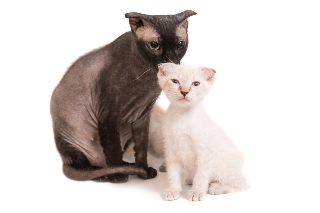 A fuzzy black Ukrainian Levkoy cat with a white Ukrainian Levkoy hairy kitten. 