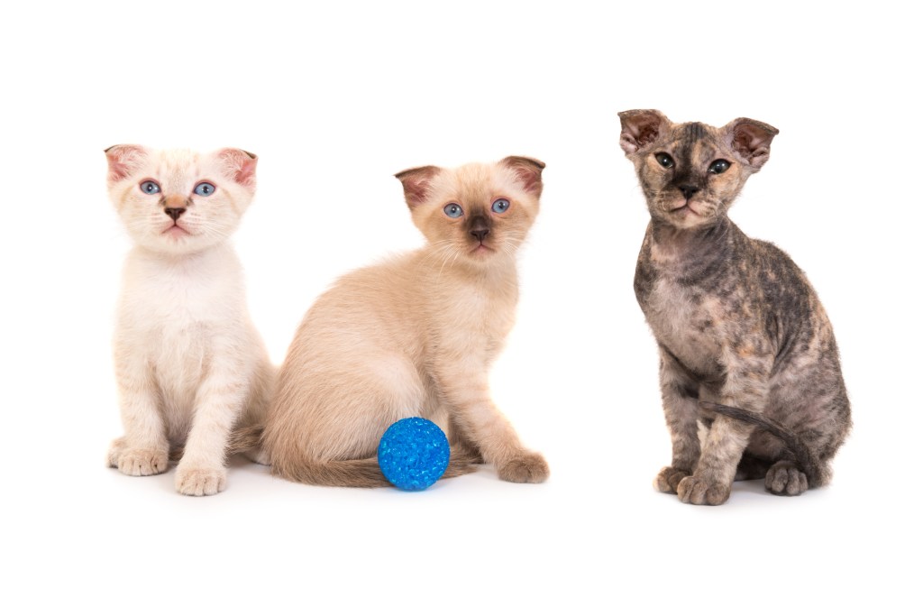 Three Ukrainian Levkoy kittens of various hair lengths isolated on a white background. 