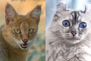 A collage of a Jungle Cat and American Curl cat, the breeds which make the Jungle Curl