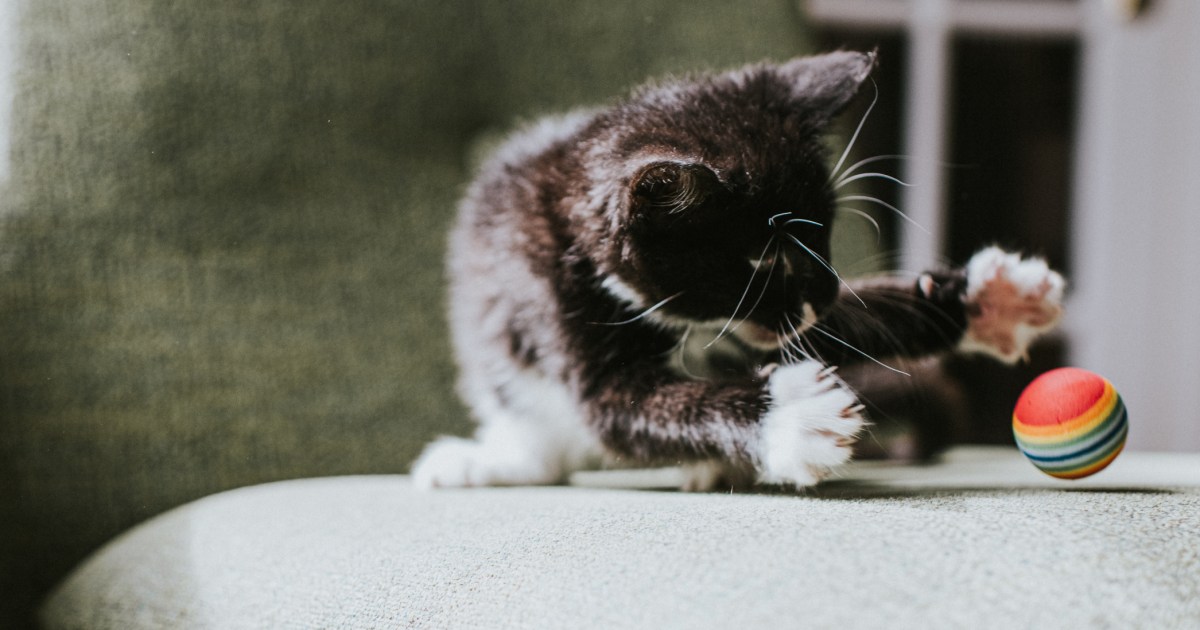 Cats Love Playing Fetch, According To Study