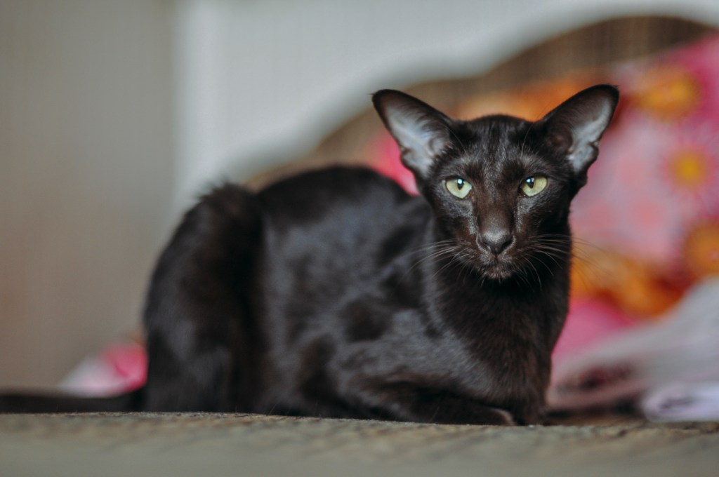A black Oriental cat.