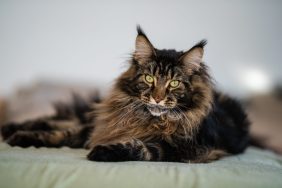 A cat, similar to the one who was reunited with her family after nine years missing in England.