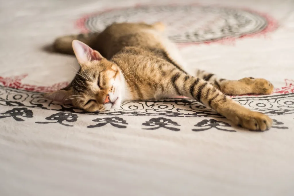 An orange Chausie tabby kitten is sleeping peacefully on a blanket with a traditional Indian print