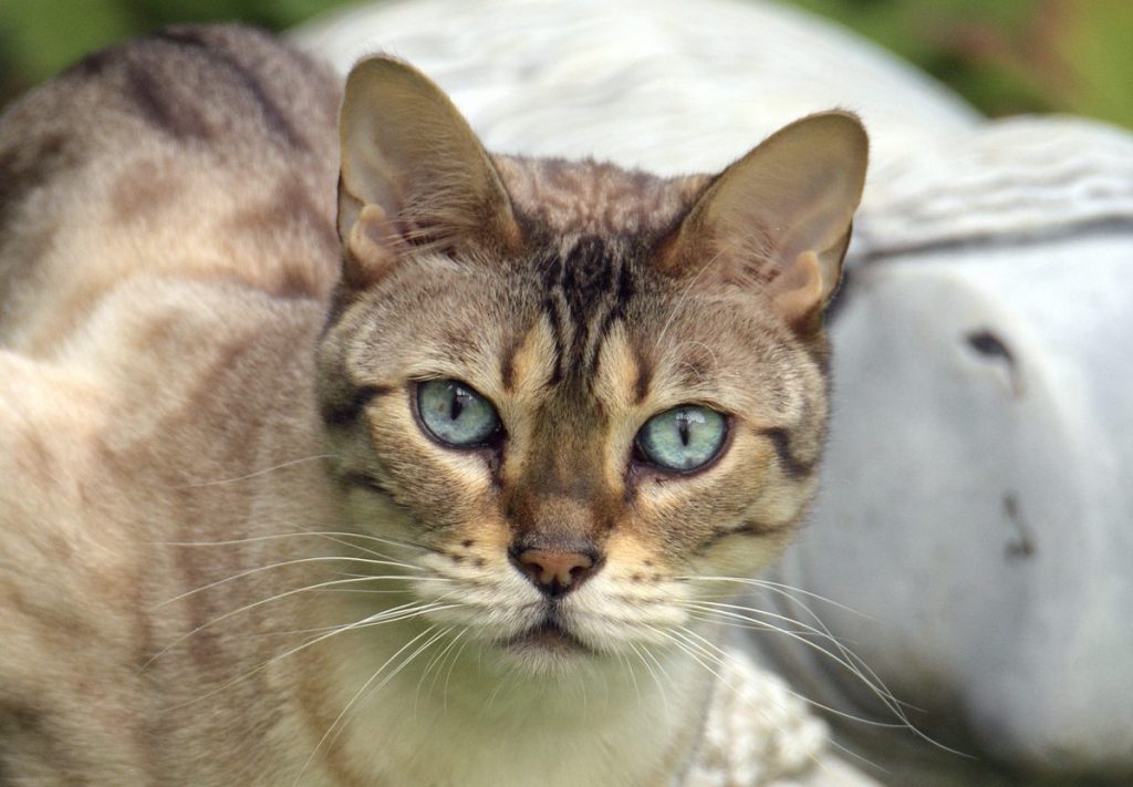 Chausie cat with green eyes