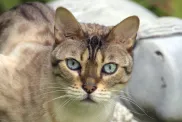 Chausie cat with green eyes