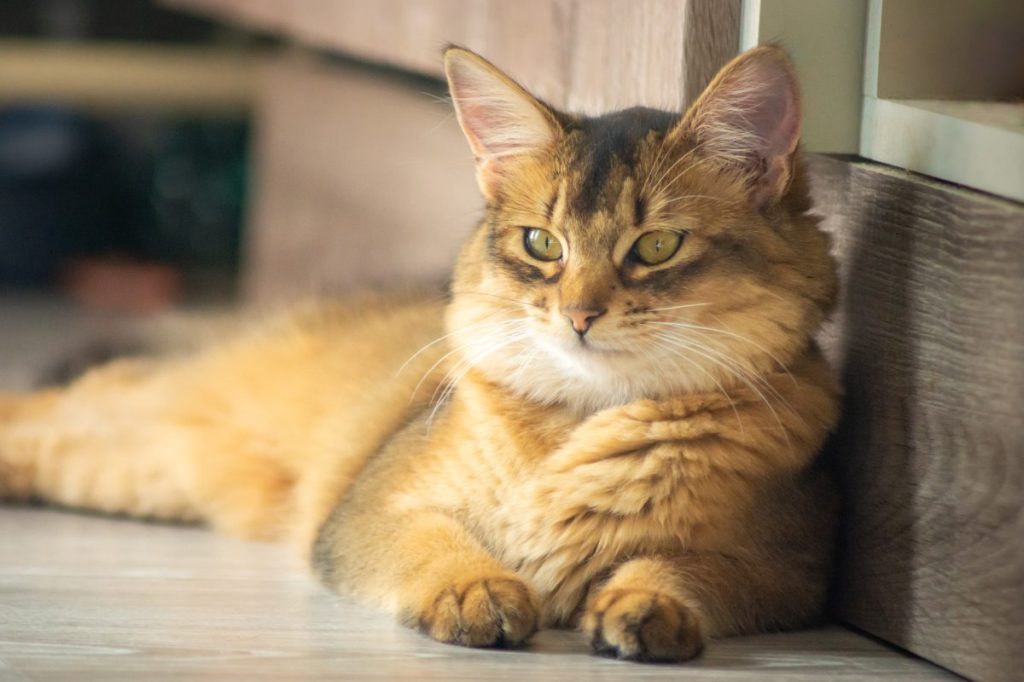 A cat, similar to the one who was reunited with his owner after disappearing from his truck.