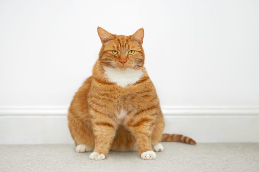 A cat, similar to the obese feline who was recently adopted in Virginia.