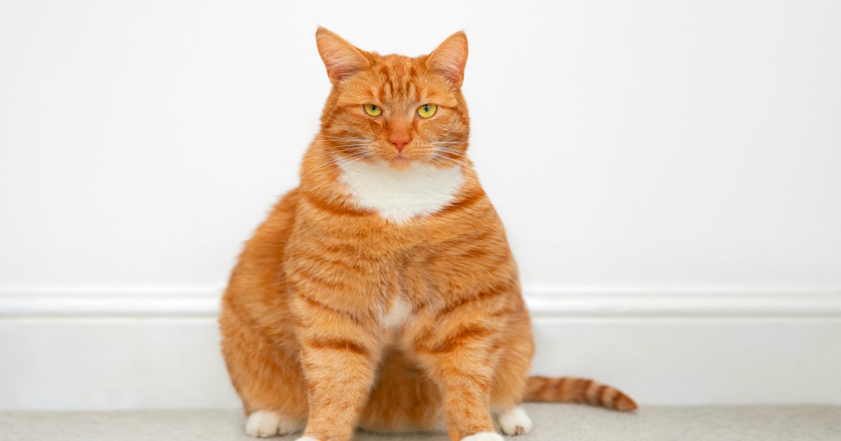 Overweight Safe haven Cat Reveals Endlessly House