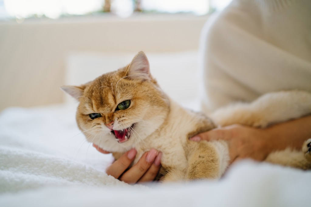 A cat in pain. The pet owner needs an app to detect cat pain more easily.