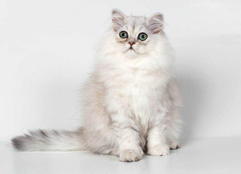 white persian kitten with green eyes, also known as a Chinchilla Cat