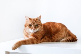 A ginger cat, similar to the one who was found after five years in Suffolk, England.
