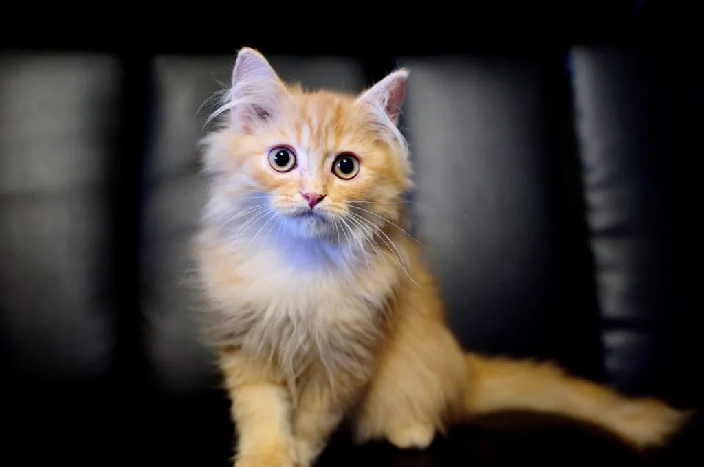 Portait of golden Chinchilla cat.