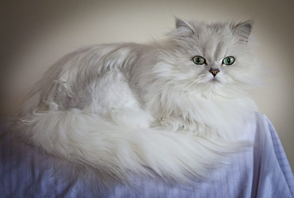 Persian Chinchila cat.