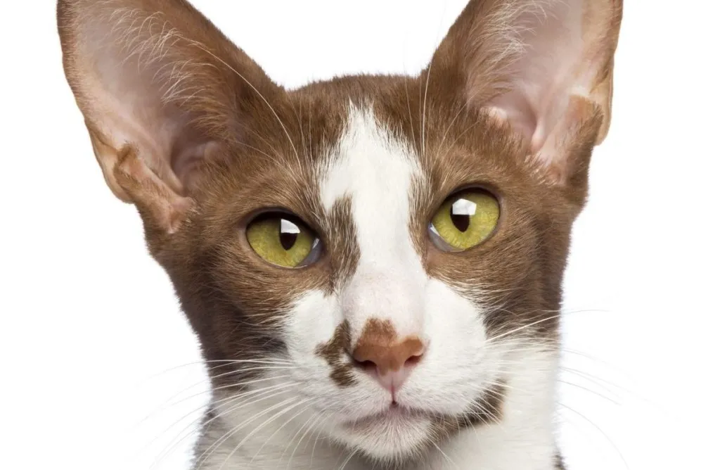 A close-up of a brown and white Oriental Shorthair cat with yellow-green eyes.